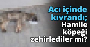Acı içinde kıvrandı; Hamile köpeği zehirlediler mi?