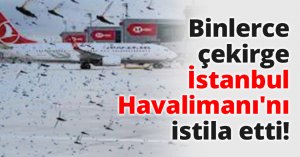 Binlerce çekirge İstanbul Havalimanı'nı istila etti!