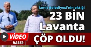 İzmit Belediyesi’nin ektiği 23 BİN Adet Lavanta ÇÖP OLDU!
