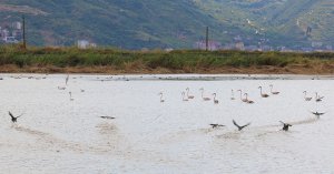 Fener Gölü’nün misafirleri; Flamingolar