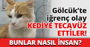 Gölcük’te iğrenç olay KEDİYE TECAVÜZ ETTİLER!