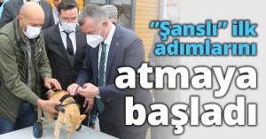 Şanslı ilk adımlarını atmaya başladı