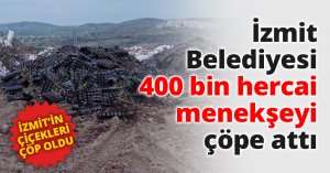 İzmit Belediyesi 400 bin hercai menekşeyi çöpe attı