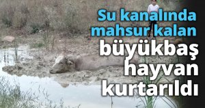 Su kanalında mahsur kalan büyükbaş hayvan kurtarıldı