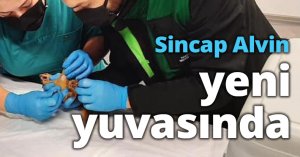 Sincap Alvin yeni yuvasında