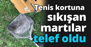 Tenis kortuna sıkışan martılar telef oldu