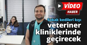 Sokak kedileri kışı veteriner kliniklerinde geçirecek
