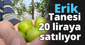Kış ortasında Bursa'da erik hasadı...Tanesi 20 liraya satılıyor