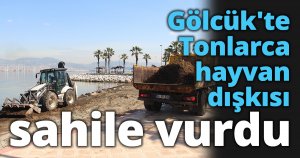 Gölcük'te Tonlarca hayvan dışkısı sahile vurdu
