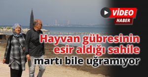 Hayvan gübresinin esir aldığı sahile martı bile uğramıyor