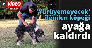 'Yürüyemeyecek' denilen köpeği ayağa kaldırdı