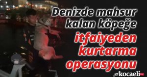 Denizde mahsur kalan köpeğe itfaiyeden kurtarma operasyonu
