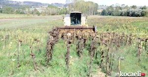 Kandıra Belediyesi ayçiçeği hasadına başladı