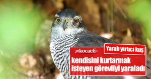 Yaralı yırtıcı kuş, kendisini kurtarmak isteyen görevliyi yaraladı