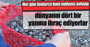 Her gün tonlarca kum midyesi avlayıp, dünyanın dört bir yanına ihraç ediyorlar
