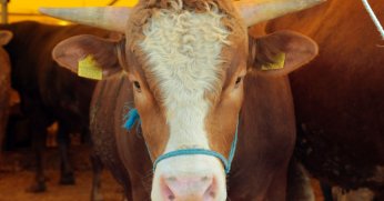 2023 yılı Kurban Vekalet ücretleri belli oldu