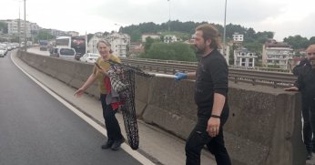 Beton bariyerlere sıkışan kedi için trafiği durdurdular: 