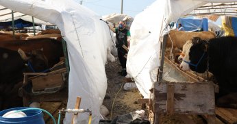 Kurban pazar yerleri ilaçlanıyor