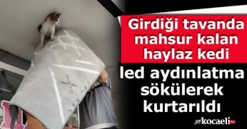 Girdiği tavanda mahsur kalan haylaz kedi led aydınlatma sökülerek kurtarıldı