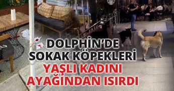 DOLPHİN’DE SOKAK KÖPEKLERİ YAŞLI KADINI AYAĞINDAN ISIRDI