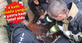 4 katlı binada yangın: 4 yavru kedi telef oldu