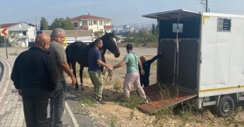 Kocaeli'de yakalanan başıboş at Tekirdağ'a gönderildi