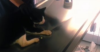 KARTEPE’DE KEDİ PİMAŞ PARÇASINDAN KURTULDU