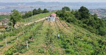 Büyükşehir’den yüzde 50 hibeli meyve fidanı