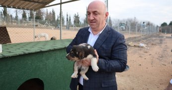 Sokak hayvanları Darıca'da güvenli barınağa kavuştu