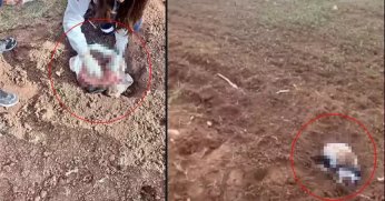 Şırnak Silopi de  Poşet İçinde Yeni Doğmuş Bebek Cesedi Bulundu