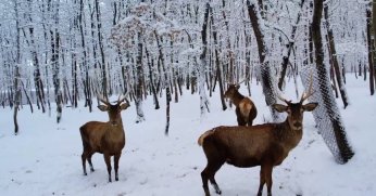  Karın getirdiği güzellikleri keşfettiler