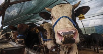 KURBAN  BAYRAMI TATİLİ KAÇ GÜN OLACAK?