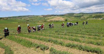 Hasat Öncesi Son Dokunuş!