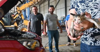 Başiskele Belediyesi Personeli Yavru Kediyi Kurtardı