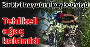 Bir kişi hayatını kaybetmişti: Tehlikeli ağaç kaldırıldı