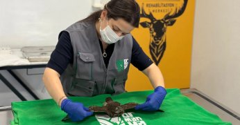 Bacadan kurtarılan baykuşlar Ormanya'ya teslim edildi