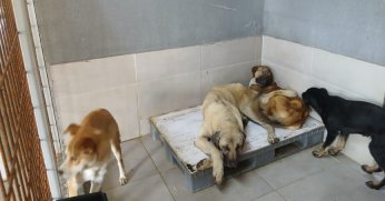 Gölcük Belediyesi'nden sosyal medyadaki hayvan barınağı iddialarına yalanlama