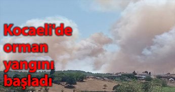 Kocaeli'de orman yangını başladı