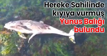 Hereke Sahilinde ölü Yunus Balığı bulundu