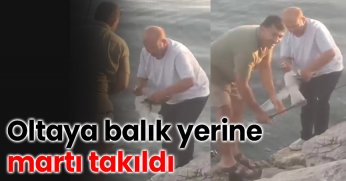 Oltaya balık yerine martı takıldı