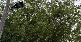 Elektrik Tellerine Dolanan Ağaç Dalları Vatandaşın Talebiyle Budandı