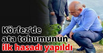 Körfez’de ata tohumunun ilk hasadı yapıldı
