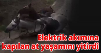 Elektrik Akımına Kapılan At Yaşamını Yitirdi