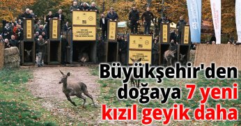 Büyükşehir'den doğaya 7 yeni kızıl geyik daha
