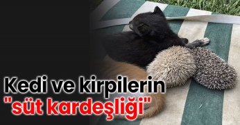 Kedi ve kirpilerin 