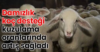 Damızlık koç desteği kuzulama oranlarında artış sağladı
