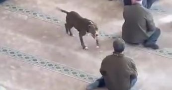 Camiye giren pitbull tedirginliğe neden oldu