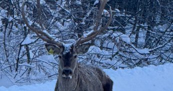 Karlar Yağdı, Kızıl Geyikler Ortaya Çıktı!