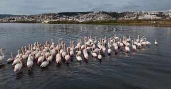 İzmit Körfezi'ne flamingo akını, sayıları katlandı