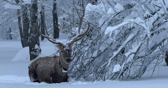 Kuzuyayla’da kızıl geyikler kartpostallık görüntüler oluşturuyor